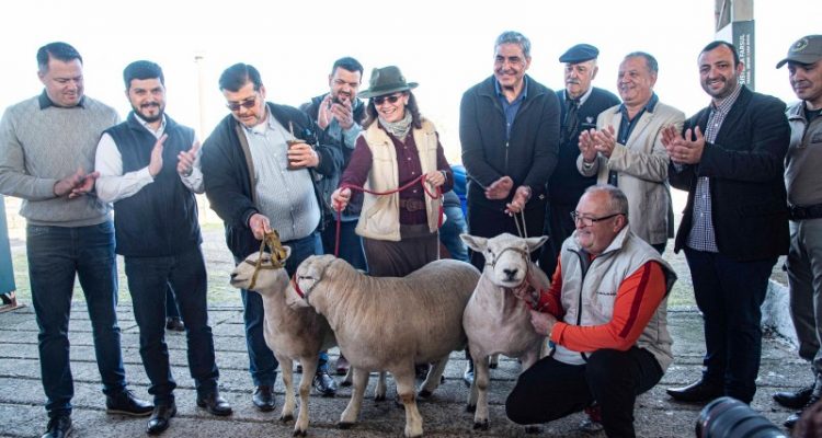 Expointer 2023: Três ovinos da raça Texel são os primeiros a chegar ao Parque de Exposições Assis Brasil