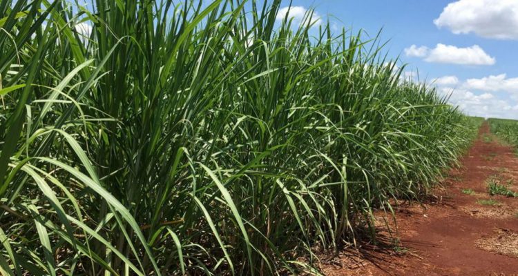 Agro do Brasil tem potencial inexplorado para projetos de biogás