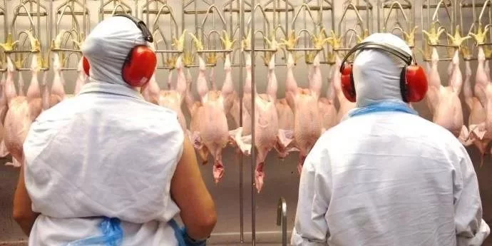 Indústrias brasileiras projetam aumento nas exportações de carnes de frango e suína e ovos