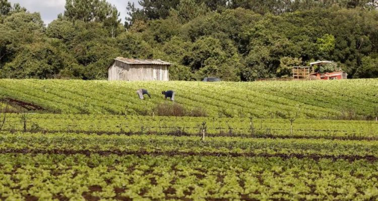 Agricultura familiar terá incentivo milionário no Paraná