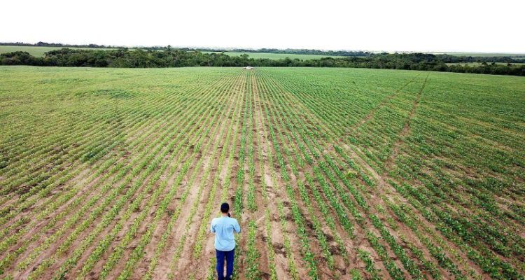 Conheça o segredo dos solos campeões em produtividade de soja no Brasil
