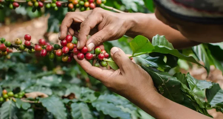 Inovação: é possível desenvolver sementes de café resistentes aos extremos climáticos?